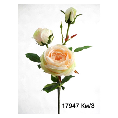 Роза чайная кремово-зеленая