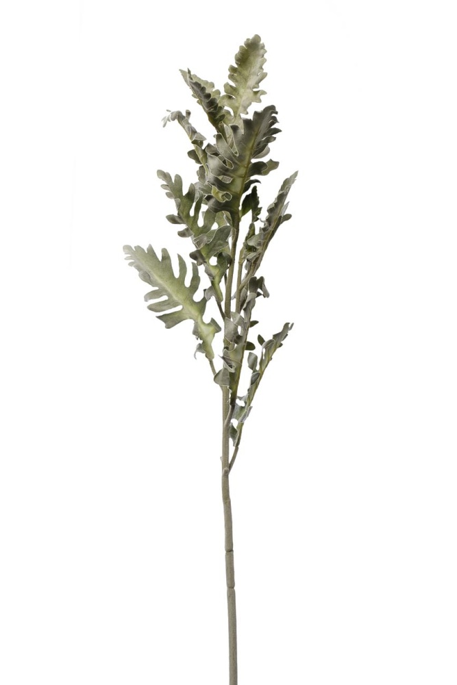 Цинерария 76см 